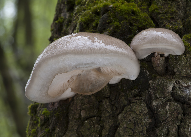 Pleurotus calyptratus